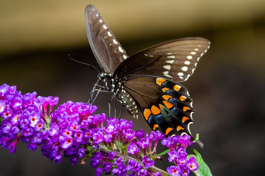 der schmetterlingsstrauch (butterfly bush) ist eine attraktive, bienen- und schmetterlingsfreundliche pflanze, die mit ihren bunten blüten jeden garten verschönert.