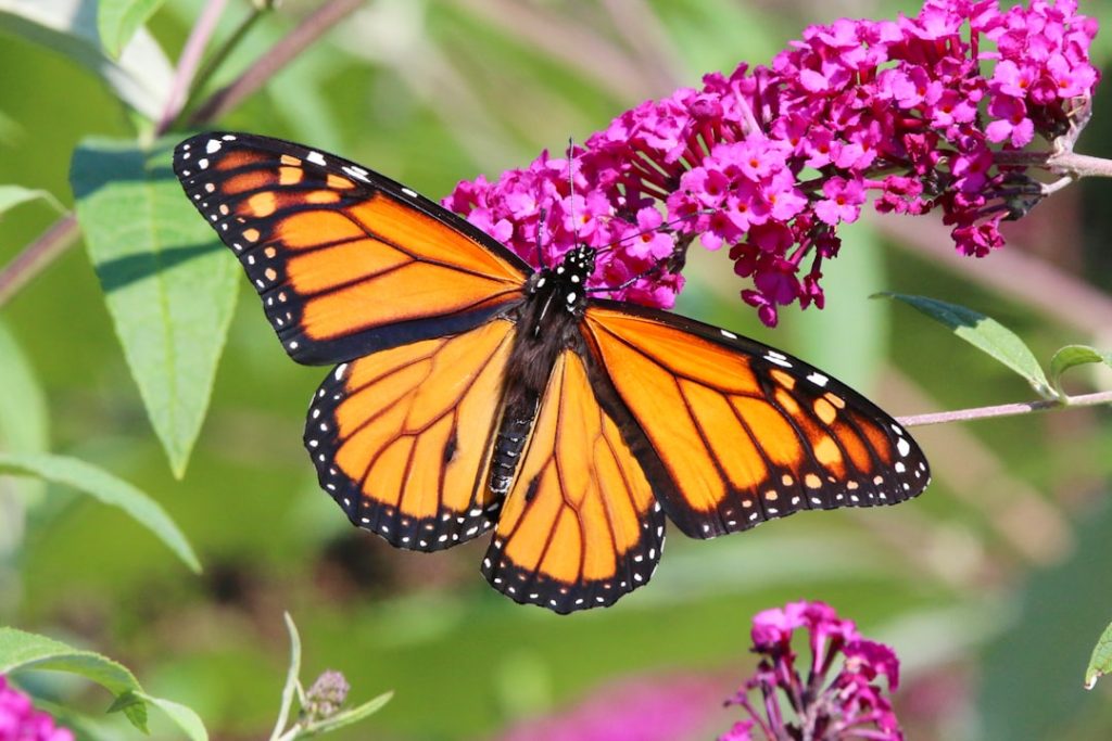 der schmetterlingsstrauch (butterfly bush) ist eine attraktive, blühende pflanze, die schmetterlinge anzieht und gärten mit ihren duftenden blüten verschönert.