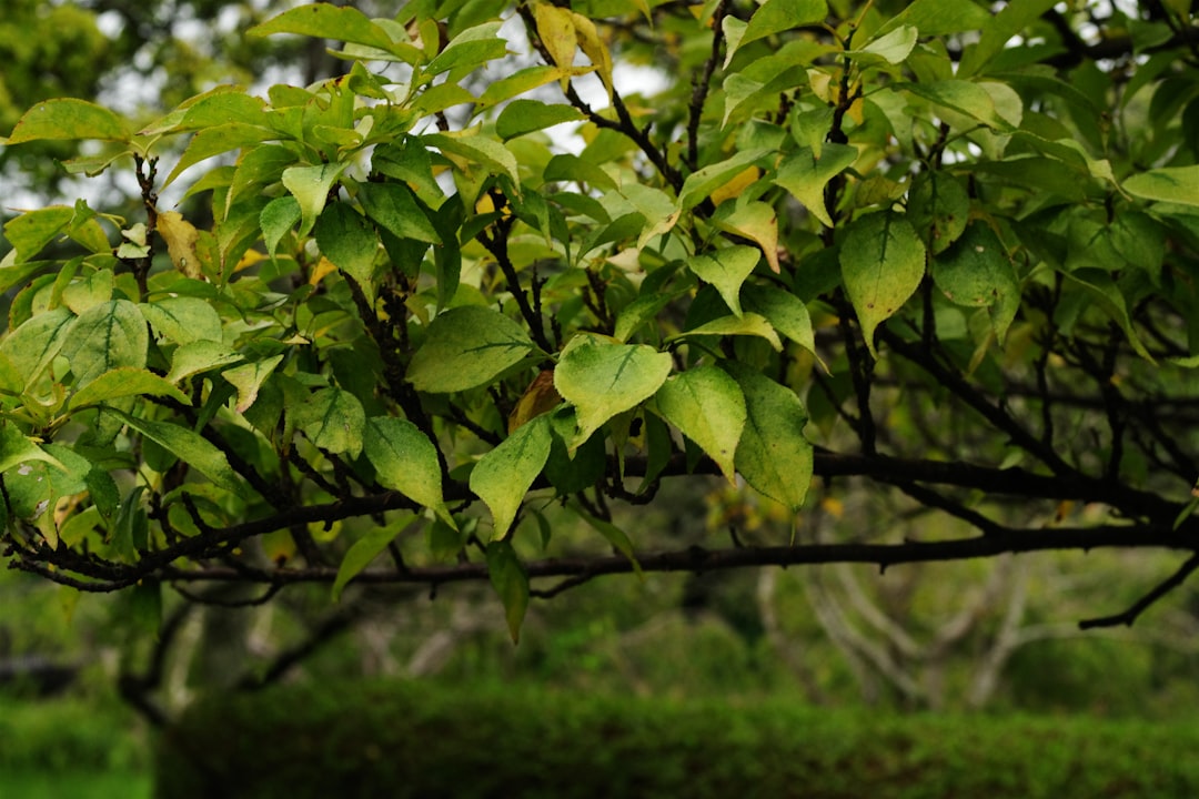 erfahren sie, wie sie clematis richtig schneiden, um gesundes wachstum und üppige blüten zu fördern. praktische tipps zur clematis-pflege und zum rückschnitt.