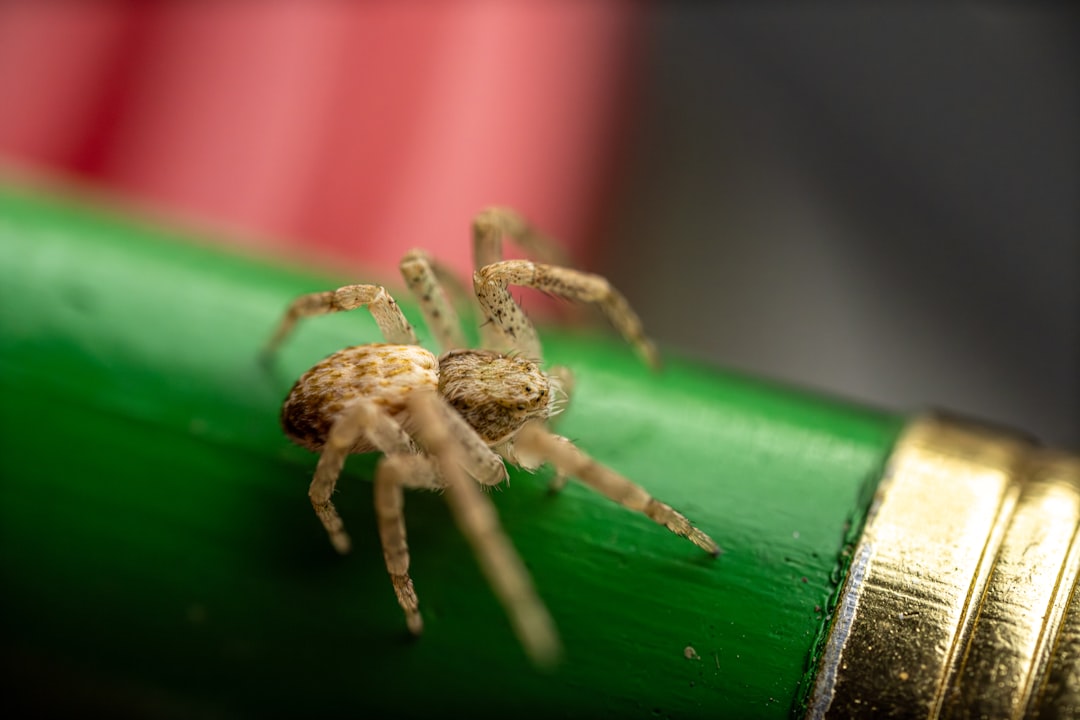 krabbenspinnen sind faszinierende spinnen, die für ihre seitliche fortbewegung und ihre tarnfähigkeiten bekannt sind. erfahren sie mehr über lebensraum, verhalten und artenvielfalt dieser einzigartigen spinnenart.