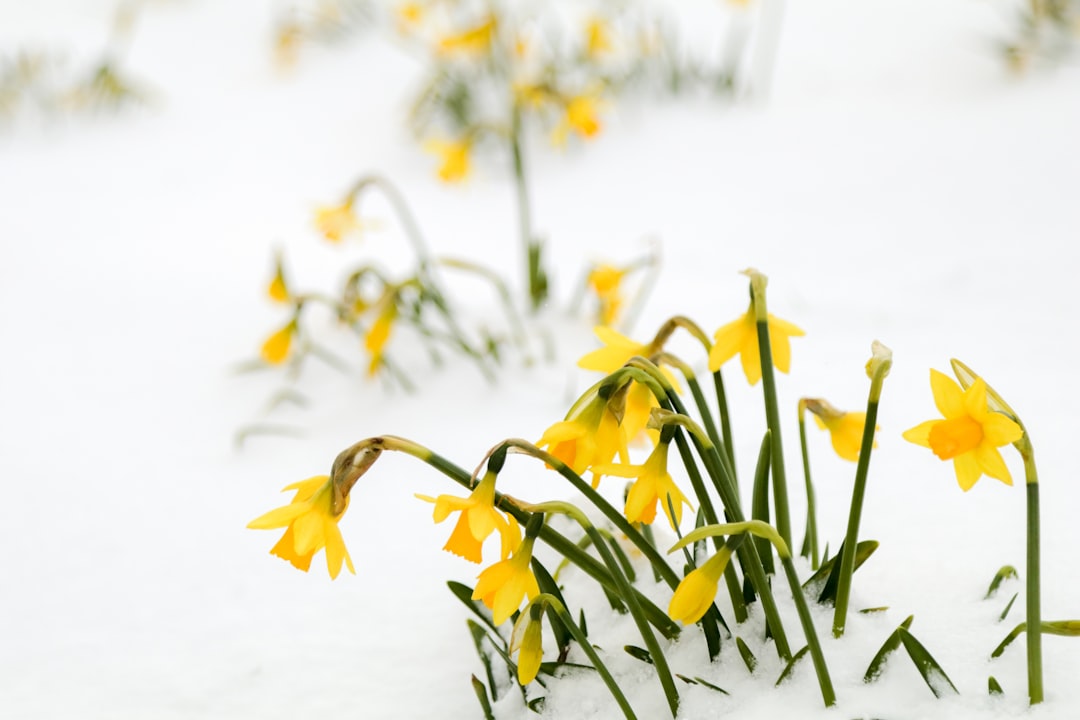 entdecken sie die schönheit der narzisse, auch bekannt als osterglocke, eine fröhliche frühlingsblume mit leuchtend gelben blüten.