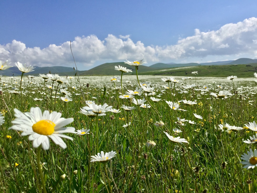 entdecken sie die schönheit von gänseblümchen – die zarten, weißen blüten mit gelbem zentrum, die für frische und leichtigkeit stehen.
