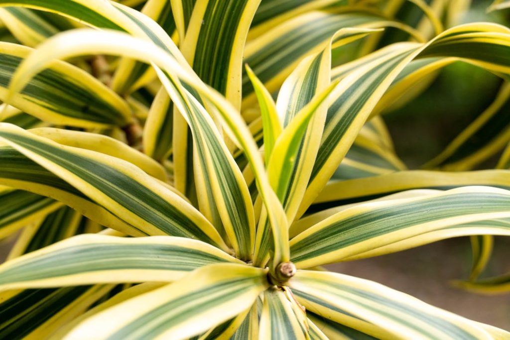 erfahren sie, wie sie ihre dracaena-pflanze richtig pflegen, einschließlich tipps zu bewässerung, lichtbedarf und düngung für gesundes wachstum.