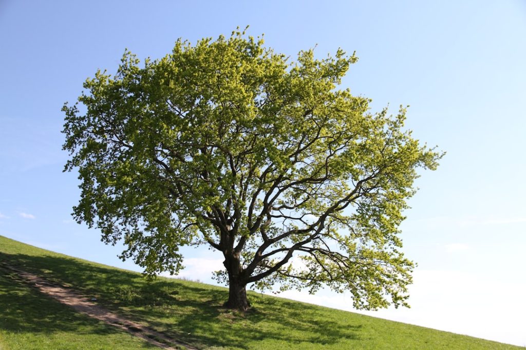 entdecken sie die vielseitigkeit der eiche: ein symbol für stärke und beständigkeit in natur und design.