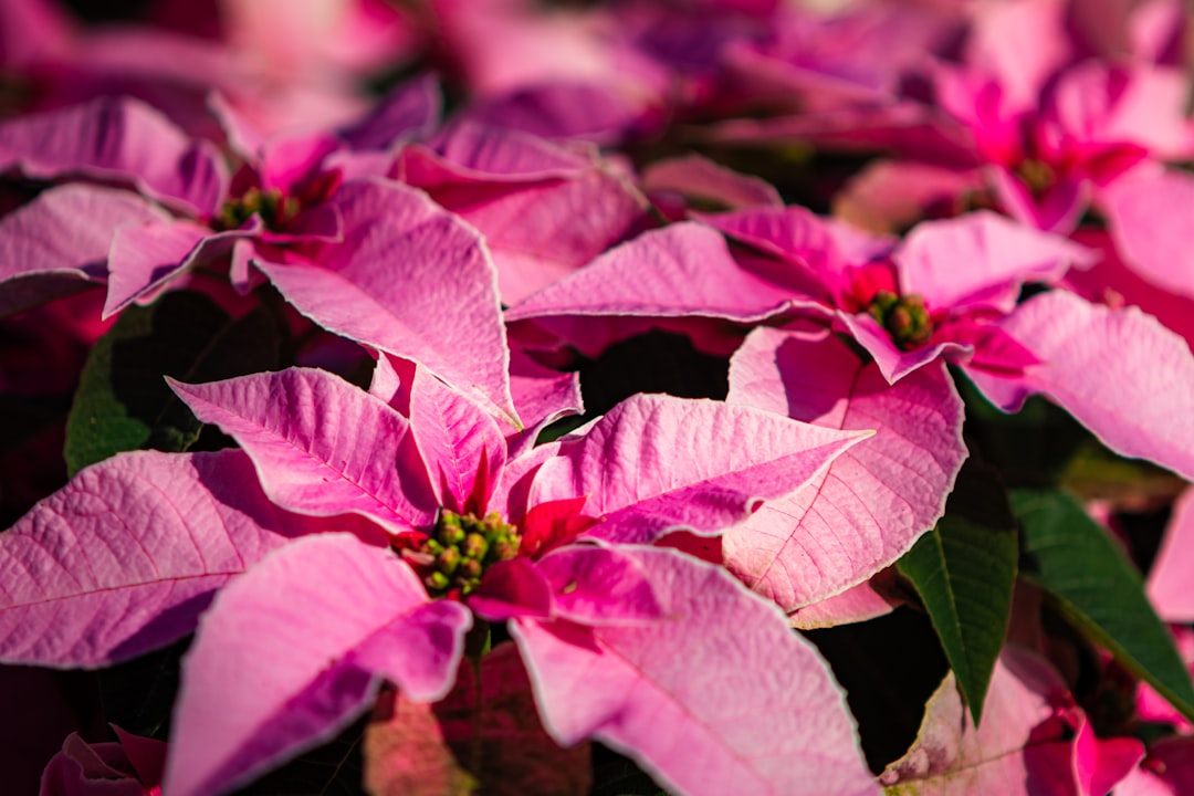 entdecken sie die schönheit des weihnachtssterns (poinsettia), eine beliebte zimmerpflanze zur weihnachtszeit mit leuchtend roten blättern und pflegeleichtem charakter.