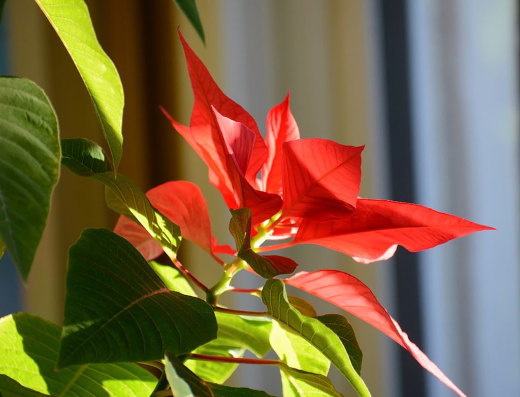 entdecken sie die schönheit und bedeutung des poinsettien, der beliebten weihnachtssterne, die in der winterzeit für festliche atmosphäre sorgen.