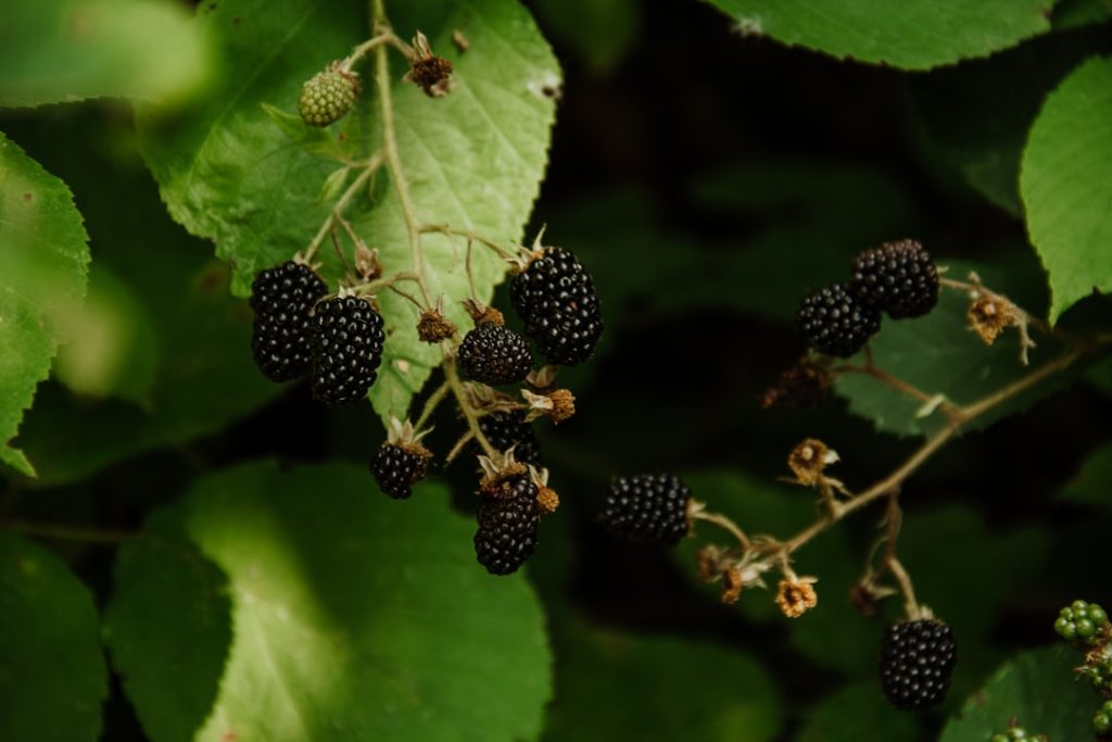 anleitung zur himbeerzucht: tipps und techniken für den erfolgreichen anbau von himbeeren im garten.