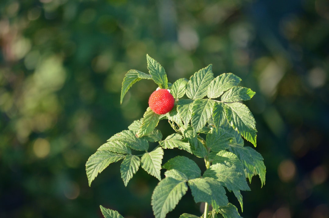 erfahren sie alles über das anpflanzen von himbeeren: tipps zur standortwahl, pflanzzeit, pflege und ernte für eine reiche ernte.
