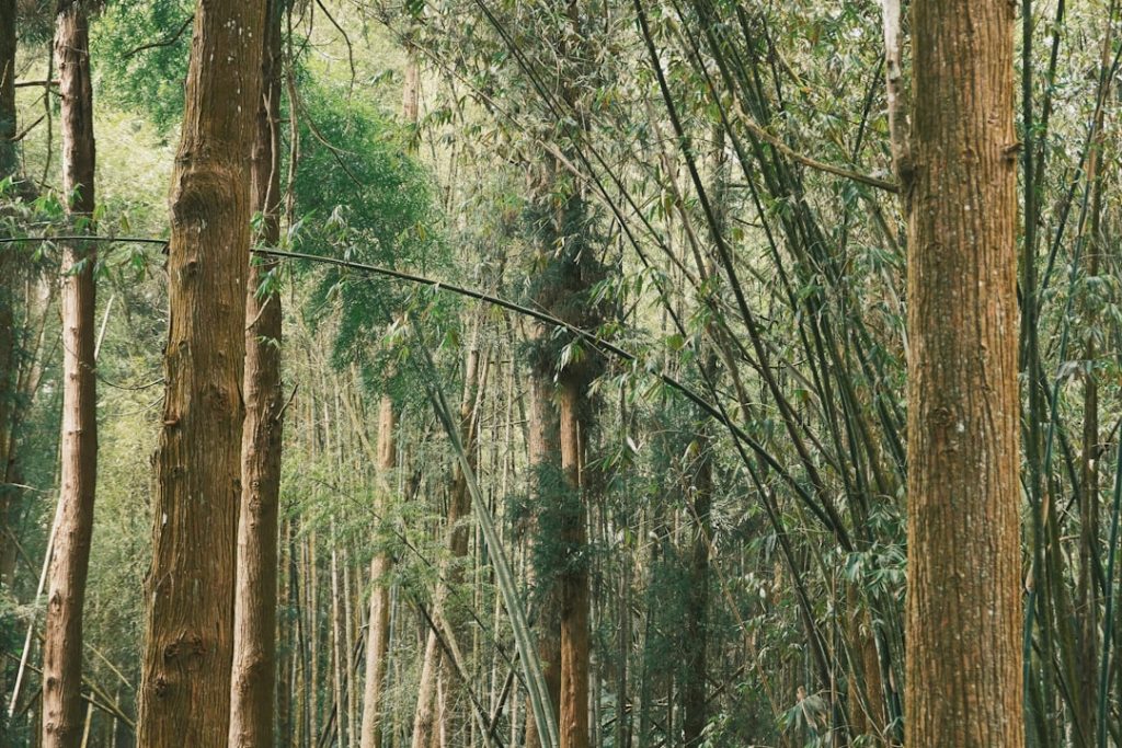 pflege des gummibaums: tipps und tricks zur richtigen bewässerung, lichtverhältnissen und düngung für einen gesunden und schönen zimmerbaum.