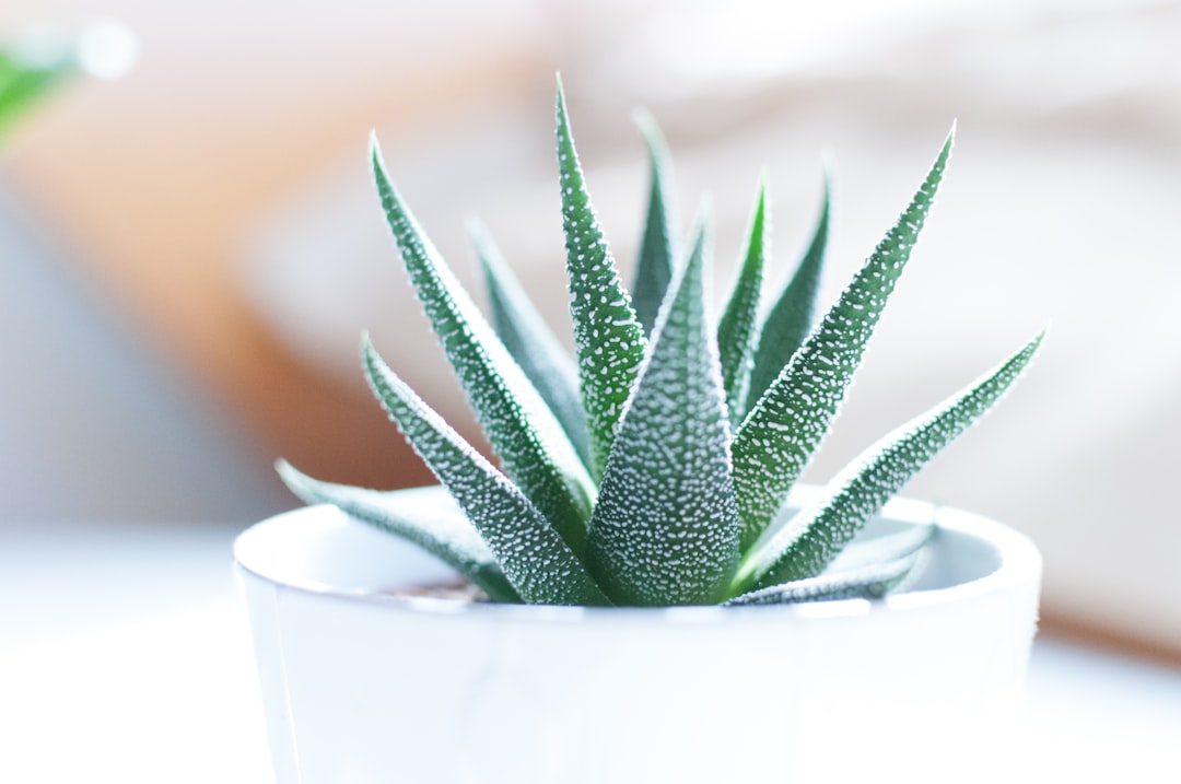 entdecken sie unsere vielfältige auswahl an saftigen succulenten – pflegeleicht, dekorativ und ideal für jeden wohnraum.