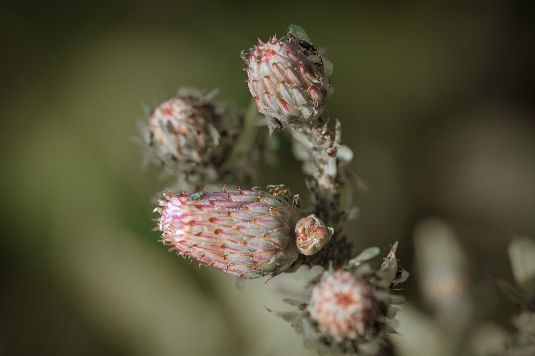 effektive distelbekämpfung: tipps und methoden zur kontrolle und entfernung von disteln im garten und auf landwirtschaftlichen flächen.