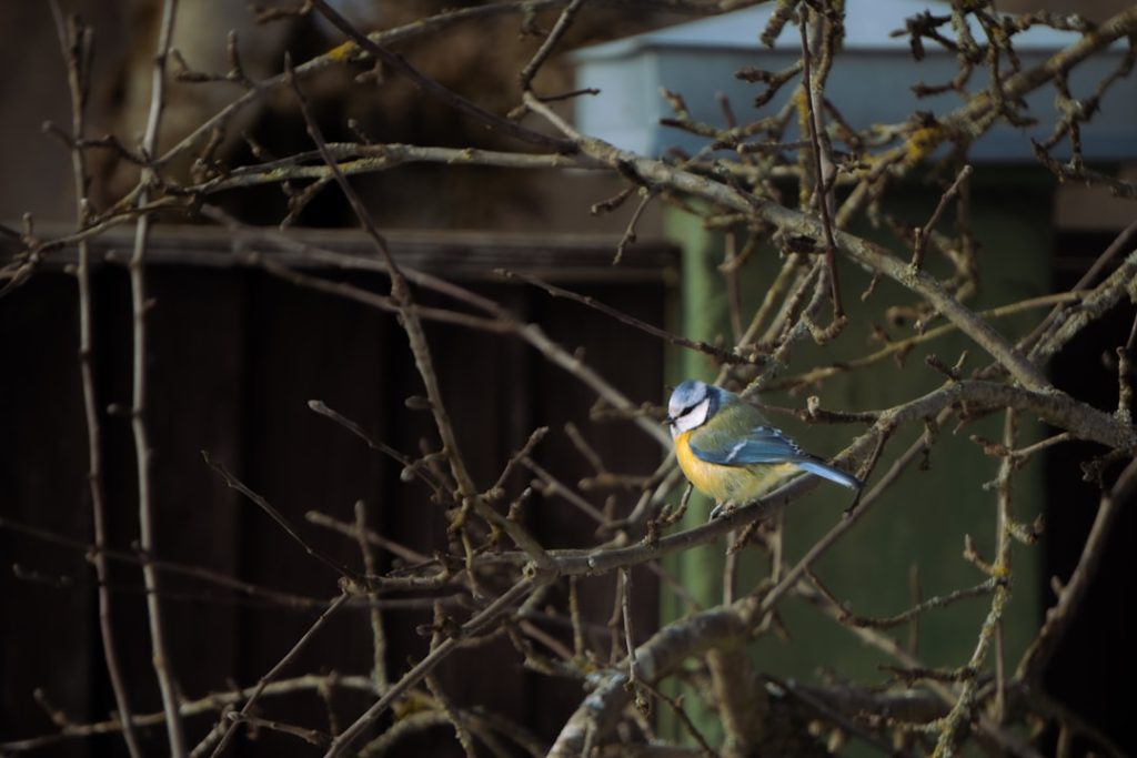 entdecken sie alles über verschiedene meisenarten: ihre lebensräume, merkmale und verhaltensweisen. lernen sie mehr über diese faszinierenden vogelarten.