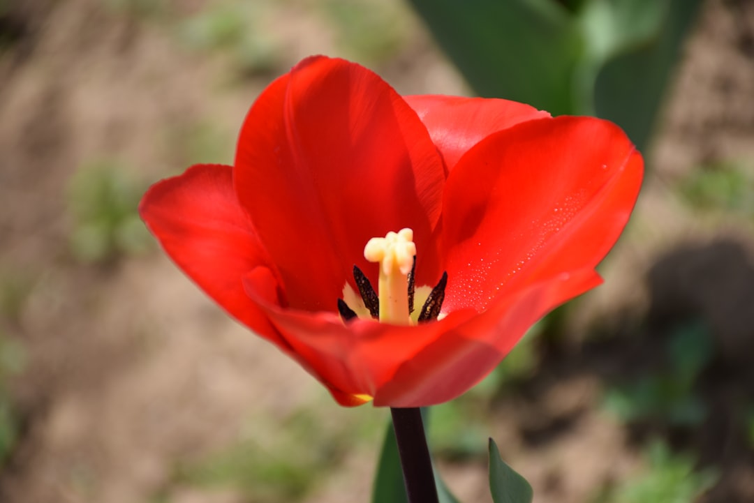 pflegeanleitung für tulpen: tipps zur bewässerung, zum standort, zur düngung und zum schutz vor schädlingen für gesunde und schöne tulpen.