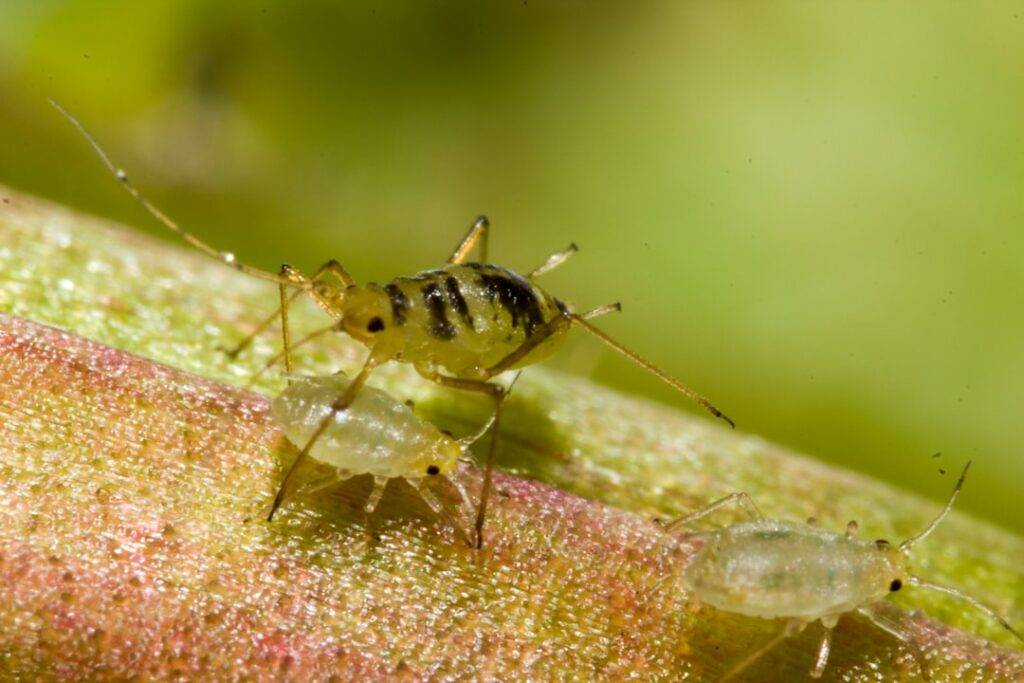 blattläuse: erfahren sie mehr über die identifikation, bekämpfung und prävention von blattläusen in ihrem garten für gesunde pflanzen.