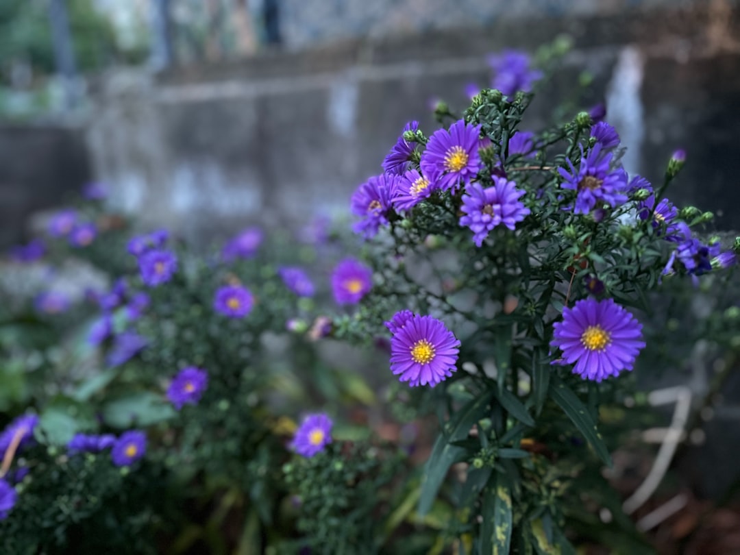 entdecken sie alles über astern: vielfältige blumen, ihre pflege und gestaltungsideen für garten und balkon.