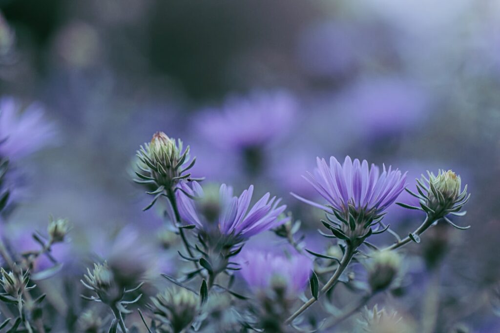 entdecken sie die vielfalt der aster: farbenfrohe blüten und pflegeleichte gartenpflanzen für ein blühendes zuhause.