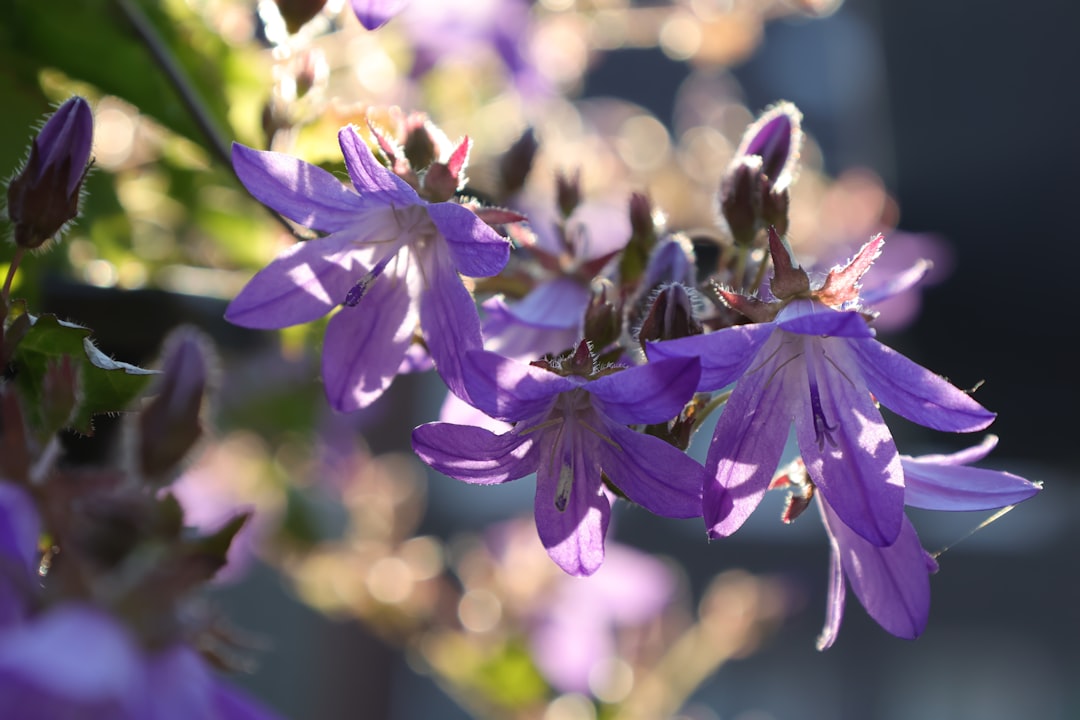 bellflower: entdecken sie die bezaubernde schönheit und vielfalt der glockenblume, eine faszinierende pflanze mit zarten, glockenförmigen blüten.