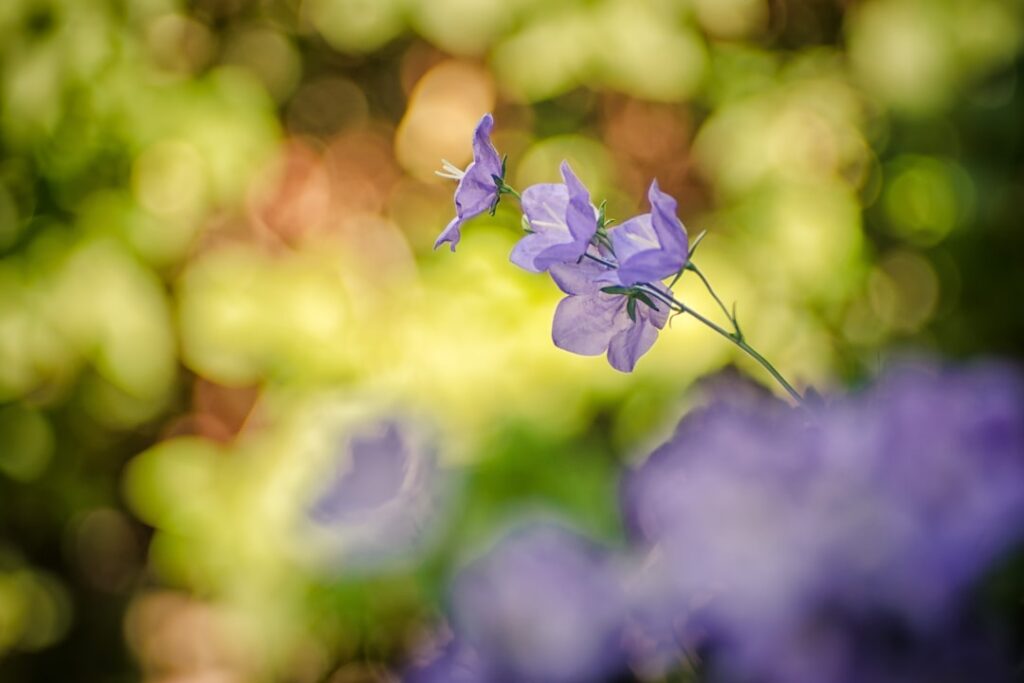 bellflower: entdecken sie die zarten und farbenfrohen blüten der glockenblume, ideal für gartenliebhaber und naturliebhaber.