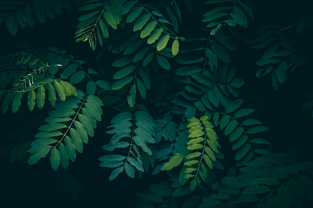 black locust (robinie) ist ein widerstandsfähiger baum, der für sein hartes holz und seine schönen weißen blüten bekannt ist. ideal für garten- und landschaftsbau.