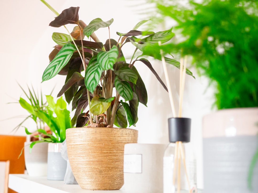 pflegeanleitung für calathea: tipps zur bewässerung, lichtverhältnissen und pflege, damit ihre calathea gesund und schön bleibt.