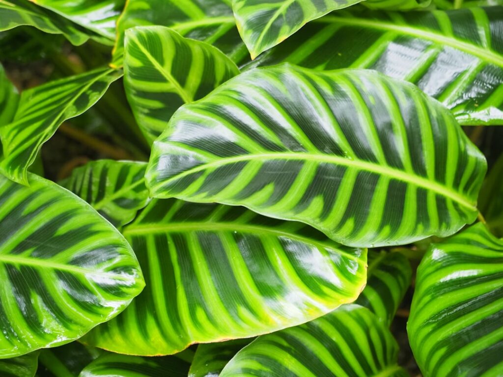 pflege-tipps für calathea: erfahren sie, wie sie ihre calathea-pflanze richtig gießen, düngen und ideal platzieren, um gesundes wachstum und schöne blattmuster zu fördern.