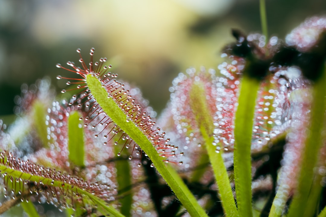 entdecken sie fleischfressende pflanzen: faszinierende gewächse, die insekten fangen und verdauen. erfahren sie mehr über ihre lebensweise und artenvielfalt.