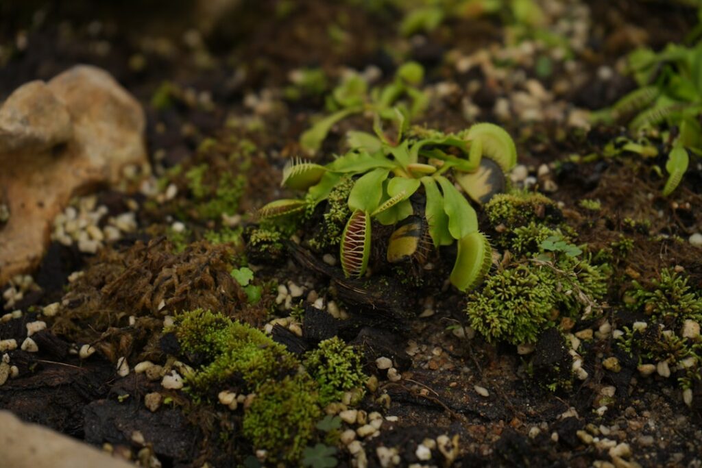 entdecken sie fleischfressende pflanzen: faszinierende gewächse, die insekten fangen und überleben in einzigartigen umgebungen. lernen sie mehr über ihre arten, lebensweise und pflege.