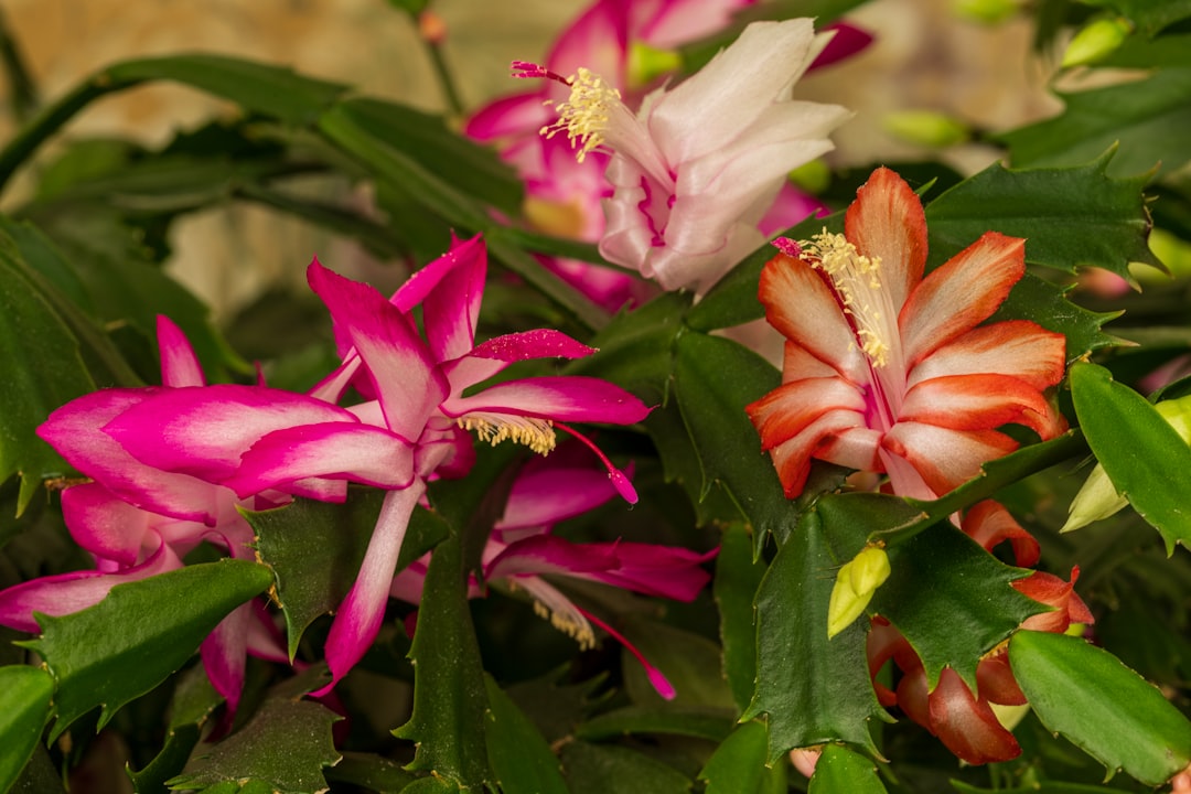 pflegehinweise für weihnachtskakteen: tipps zur bewässerung, lichtverhältnissen und idealen temperaturen, damit ihr weihnachtskaktus gesund wächst und zur blüte kommt.