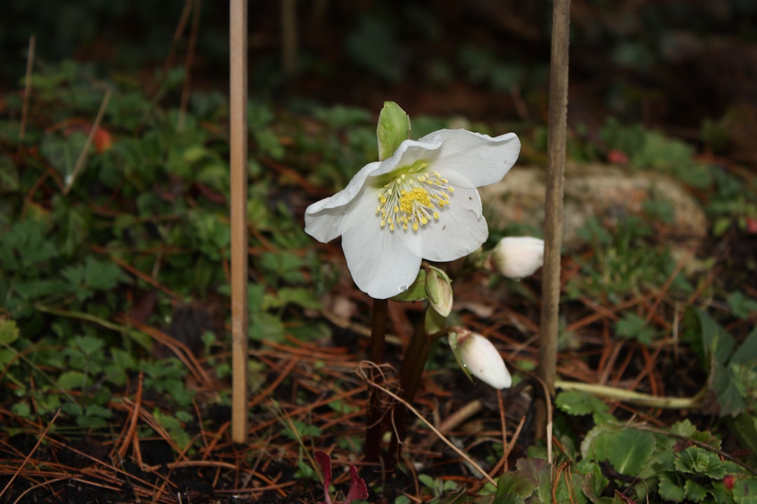 entdecken sie die christrose, eine winterblühende pflanze, die mit ihren zarten weißen blüten farbe und freude in den garten bringt.