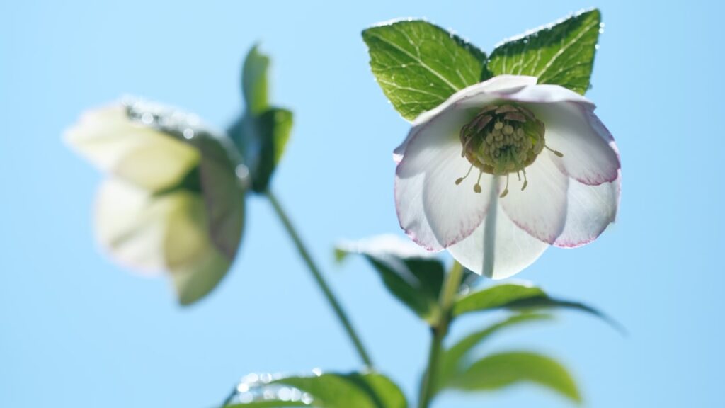 die christrose (helleborus niger) ist eine winterblühende pflanze, die mit ihren weißen blüten in der kalten jahreszeit für farbe sorgt und oft in gärten und parks zu finden ist.