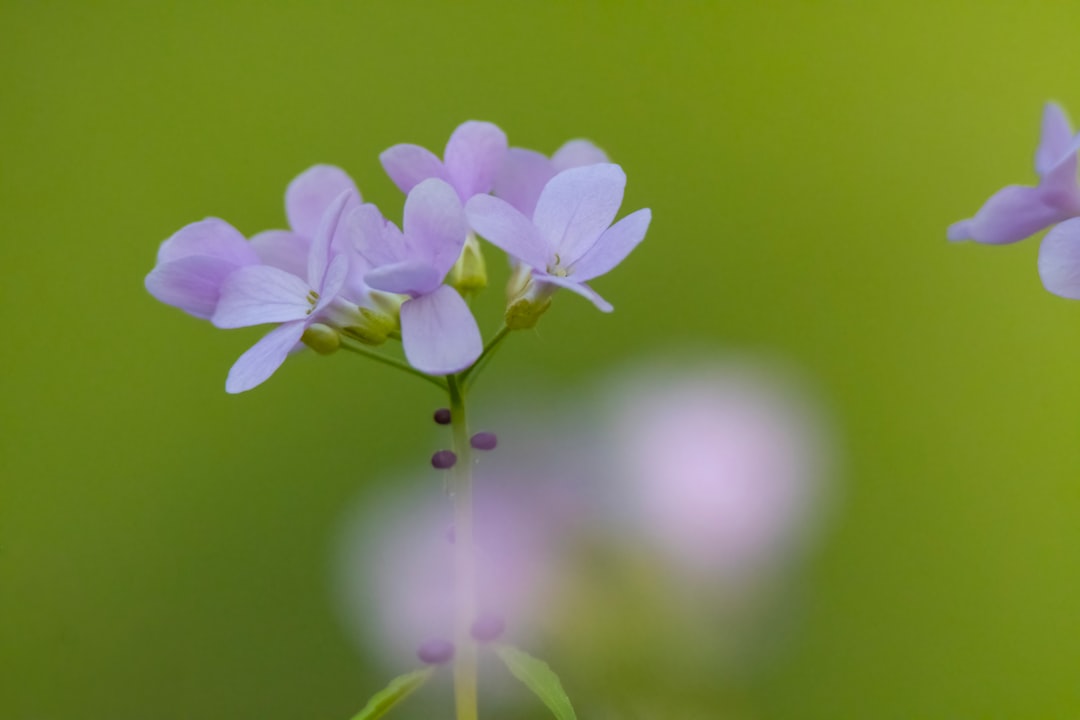 entdecken sie die kuckucksblume (cardamine pratensis), eine hübsche wildblume der feuchtwiesen, bekannt für ihre zarten rosa oder weißen blüten im frühling.