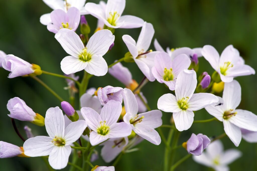 die kuckucksblume (cardamine pratensis) ist eine frühblühende wildpflanze, die für ihre zarten rosa bis weißen blüten bekannt ist und oft in feuchten wiesen und an bachufern wächst.
