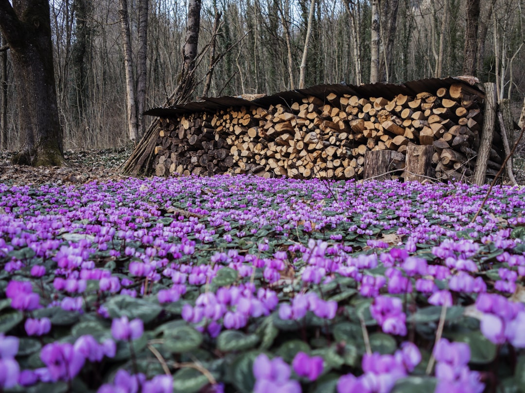 entdecken sie die vielfalt der alpenveilchen (cyclamen) – charmante, farbenfrohe blumen, die ideal für garten und balkon sind.