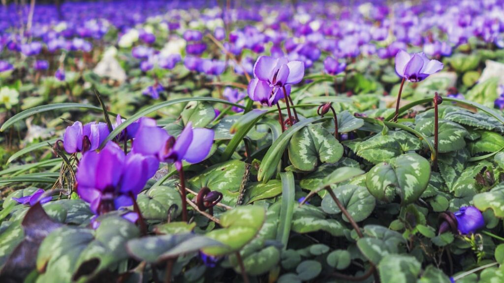entdecken sie die faszinierende welt des alpenveilchens (cyclamen) – eine bezaubernde pflanze mit farbenfrohen blüten, die in jedem garten oder zuhause für einen hauch von eleganz sorgt.