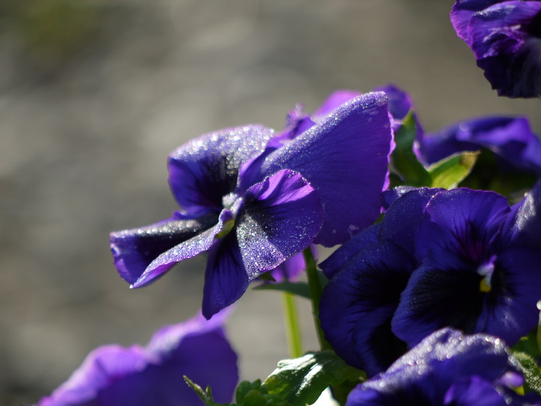 entdecken sie die schönheit des rittersporns (delphinium) – eine elegante und farbenfrohe blume, perfekt für gärten und blumenarrangements.
