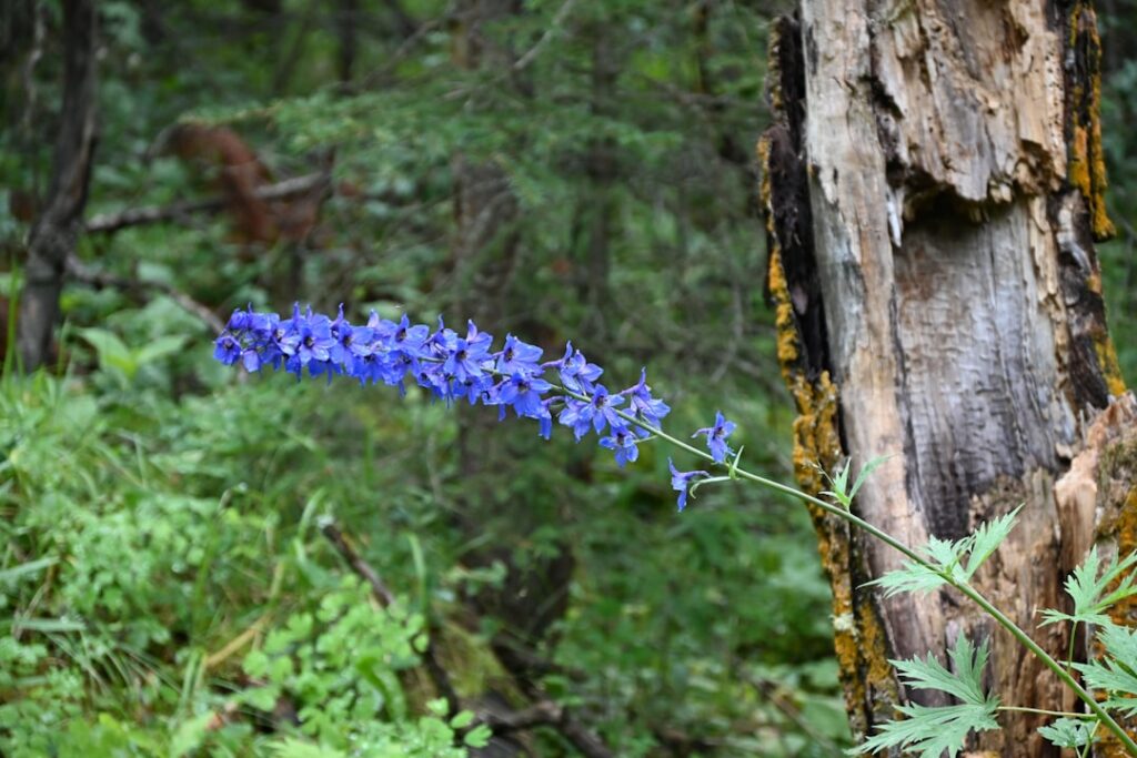entdecken sie delphinium: elegante, hochwachsende blumen mit leuchtenden farben, ideal für gärten und schnittblumenarrangements.