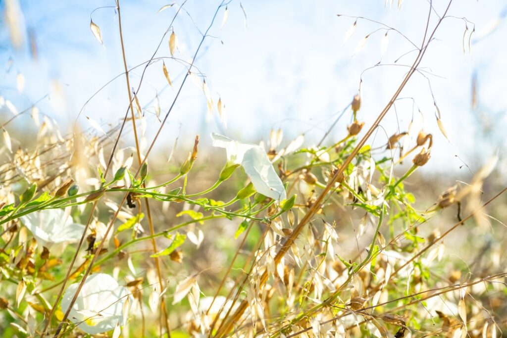 finden sie umfassende informationen über ackerwinde (field bindweed), ihre eigenschaften, verbreitung und effektive methoden zur bekämpfung dieses weit verbreiteten unkrauts.