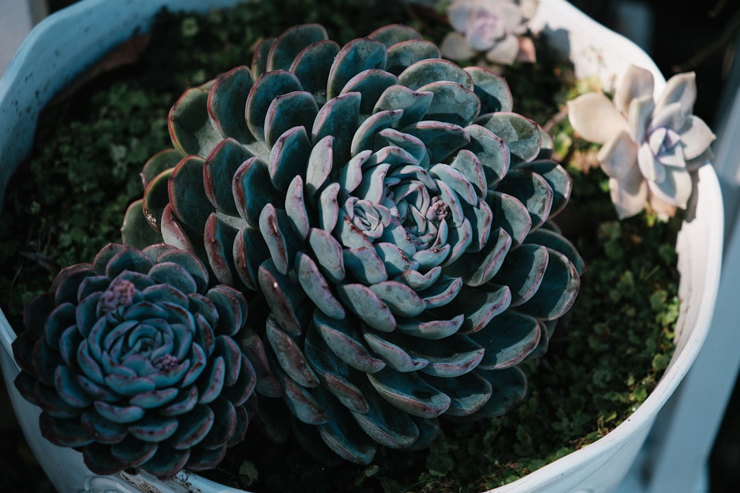 entdecken sie experten-tipps und bewährte methoden zur gartenpflege für einen gesunden und schönen garten das ganze jahr über.