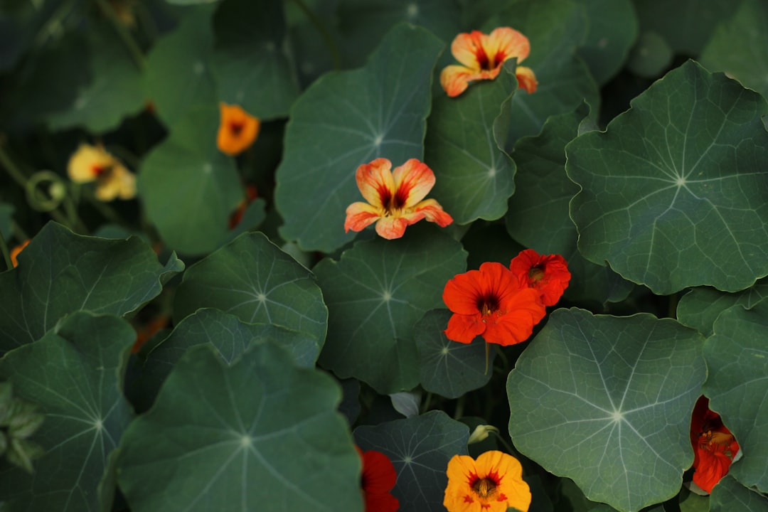 entdecken sie die farbenfrohen und pflegeleichten garten-kapuzinerkressen, perfekt für eine lebendige bepflanzung und natürliche schädlingsbekämpfung in ihrem garten.