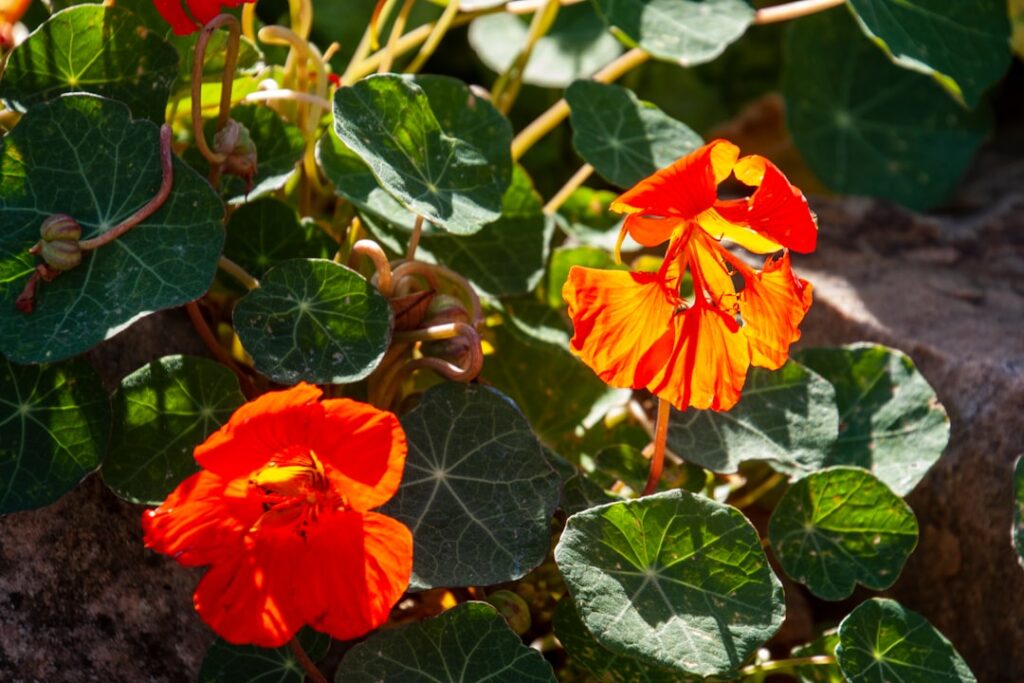 entdecken sie die leuchtenden und pflegeleichten kapuzinerkresse für ihren garten – ideal für bunte blumenbeete und als essbare dekoration.