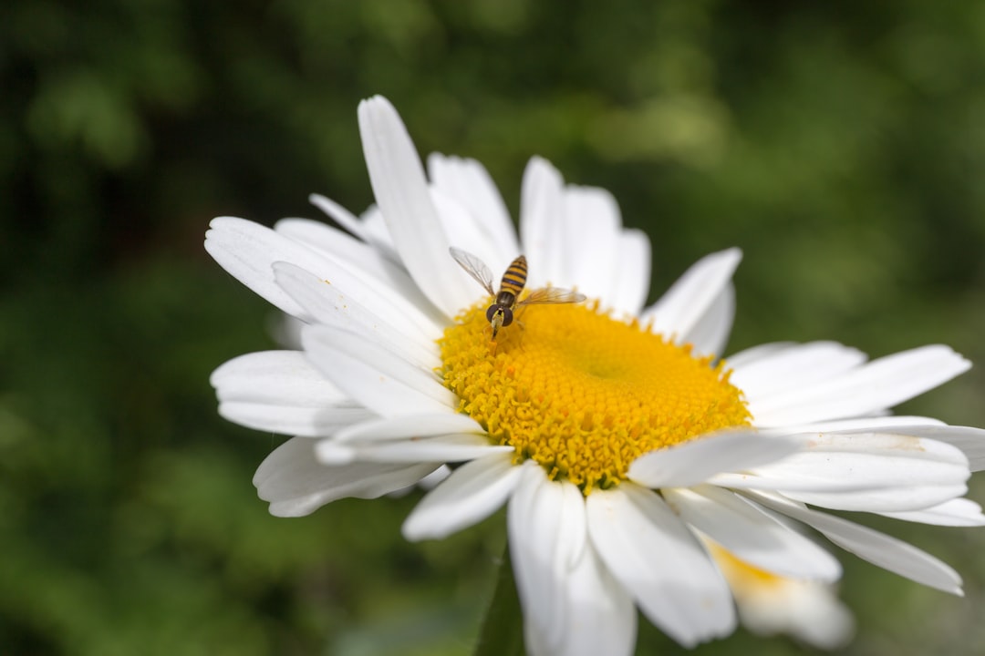 entdecken sie hoverfly, das innovative tool zur simulation von api-verkehr für effizientes testen und entwickeln. optimieren sie ihre workflows mit hoverfly.