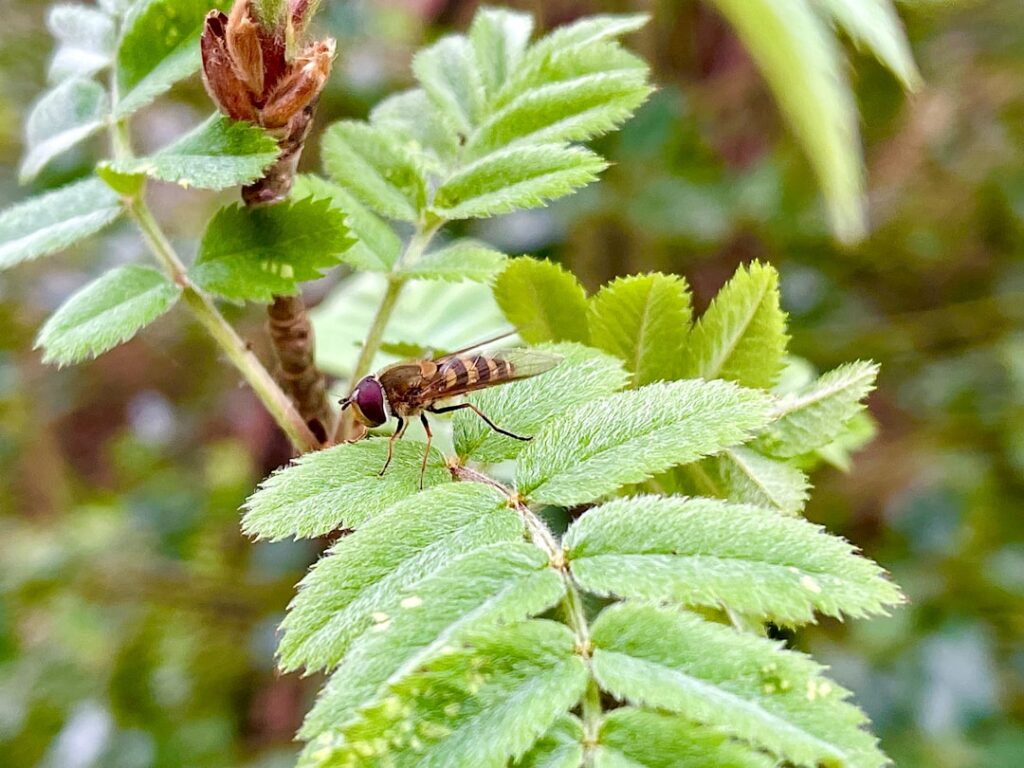 hoverfly ist ein leistungsstarkes open-source-tool zum testen und simulieren von http-basierten apis, das entwicklern hilft, zuverlässige und effiziente anwendungen zu erstellen.