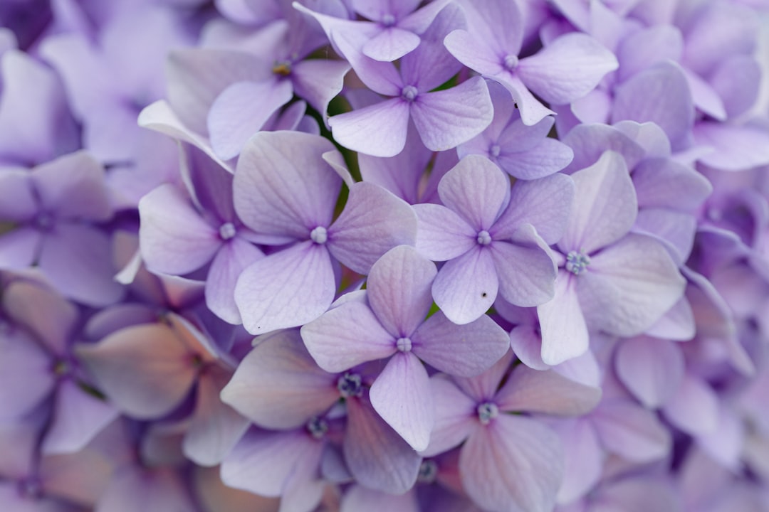 entdecken sie die zarte schönheit von flieder – eine blume, die frühling und frische in jeden garten bringt.