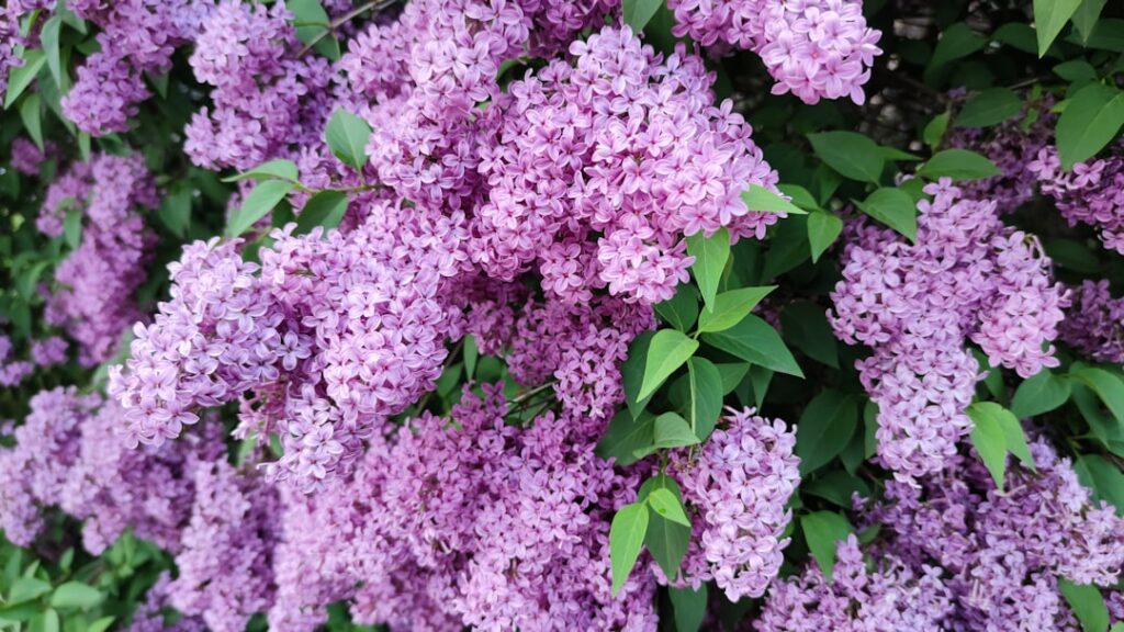 lilas : découvrez la beauté délicate et le parfum envoûtant des fleurs de lilas, symbole de printemps et de fraîcheur.