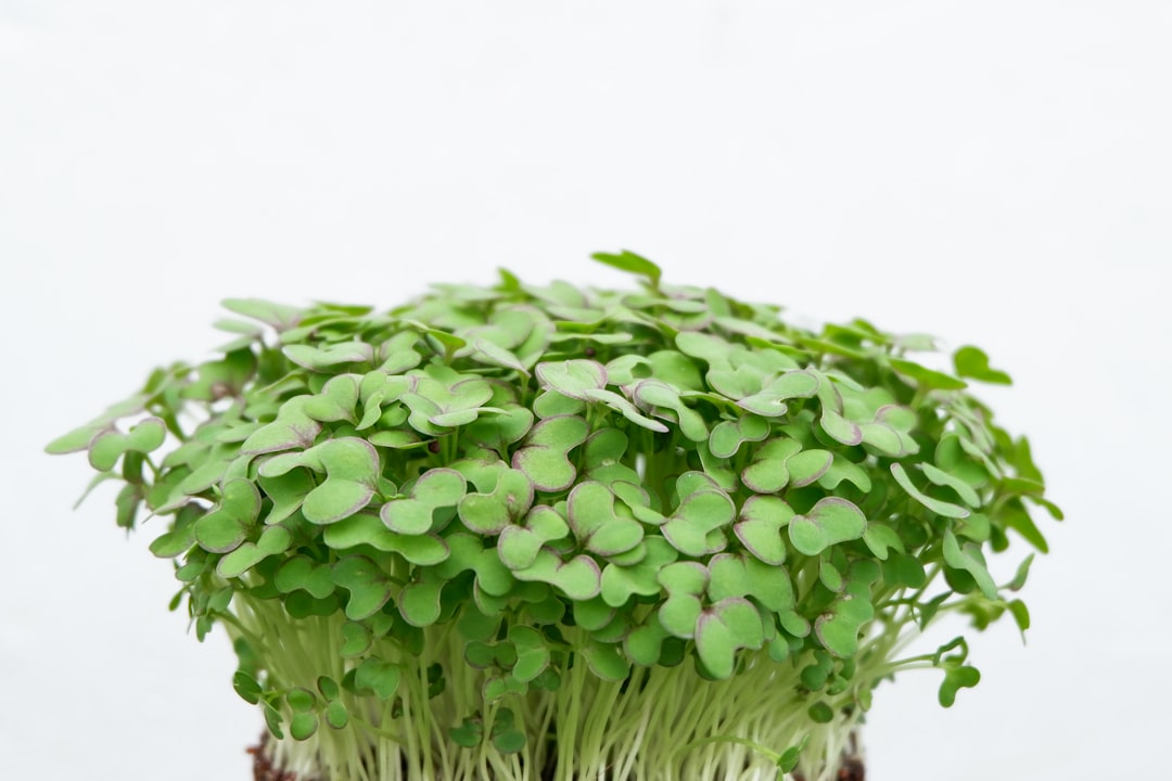 entdecken sie die welt der microgreens – kleine, nährstoffreiche pflänzchen, die ihren gerichten frische und vitamine verleihen. ideal für gesunde ernährung und kreative küche.