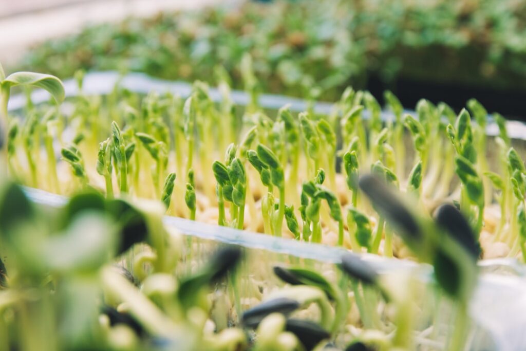 entdecken sie die vorteile von microgreens: nährstoffreiche, junge pflanzen, die ihren gerichten geschmack und farbe verleihen.