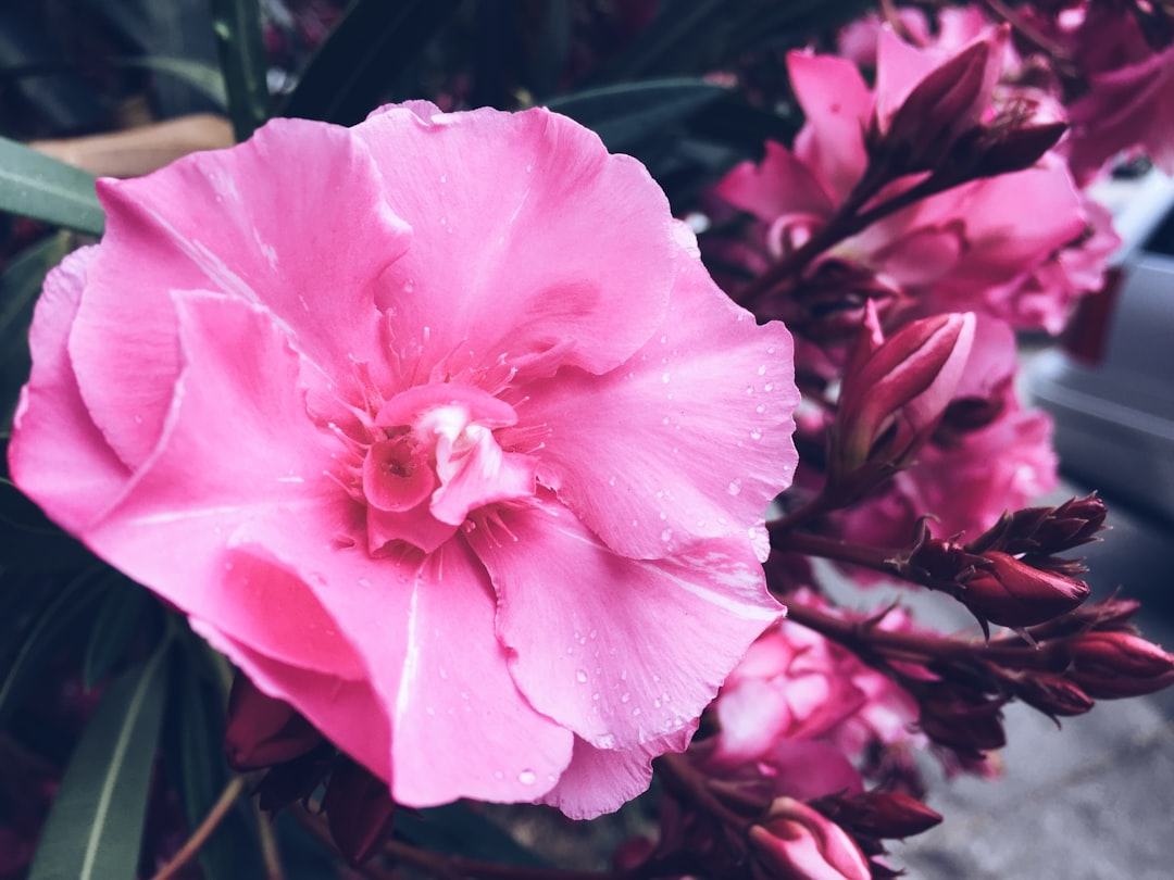 pflegehinweise für oleander: tipps zur optimalen bewässerung, standortwahl und schnitt, um gesunde und blühfreudige oleanderpflanzen zu gewährleisten.