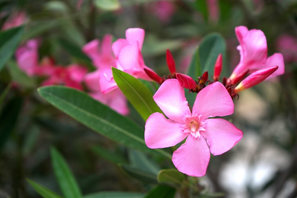 pflege von oleander: tipps zur optimalen bewässerung, standortgerechten lichtverhältnissen und richtigen düngung für ein gesundes wachstum.