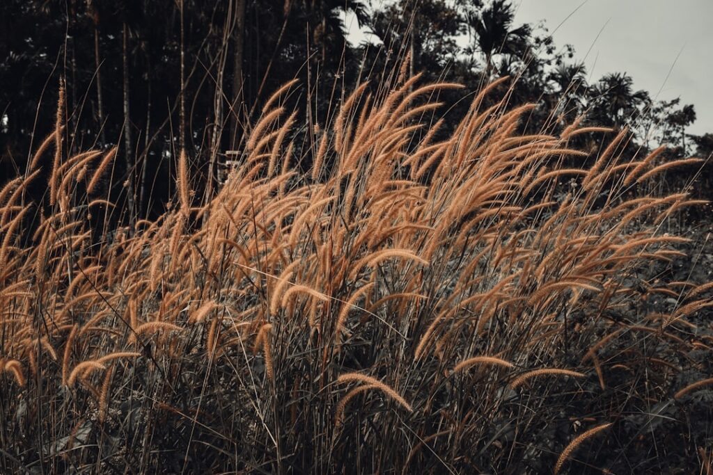 erfahren sie, wie sie pampasgras richtig schneiden, um gesundes wachstum zu fördern und eine schöne gartenlandschaft zu erhalten.