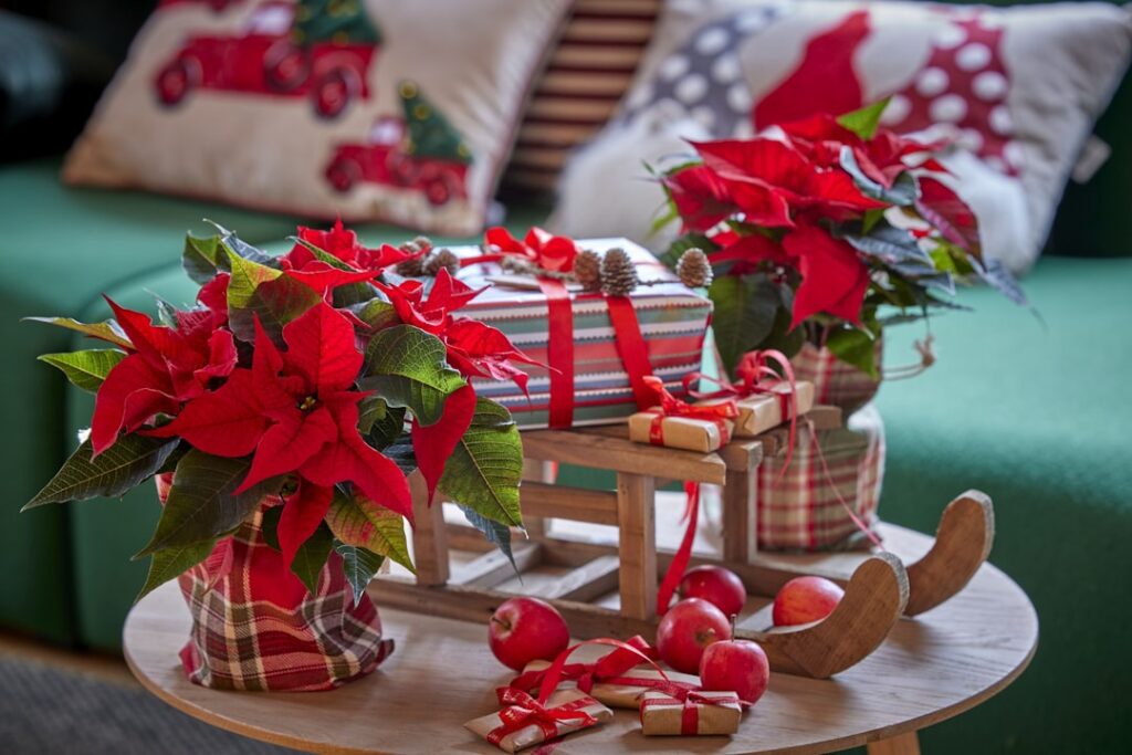 entdecken sie alles über weihnachtssterne (poinsettien) – pflegeleichte zimmerpflanzen, die ihr zuhause festlich und farbenfroh machen.